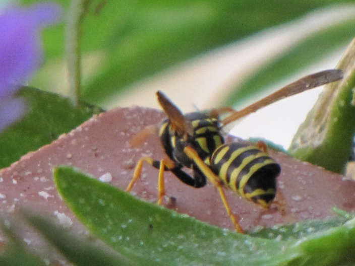 Identificazione vespa